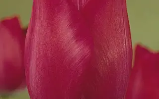 Attila's Record / Аттила'с Рекорд