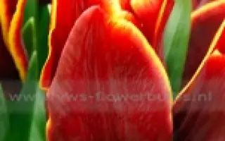 Auckland / Аукланд