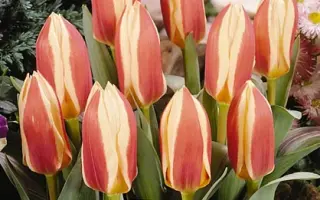 Authority / Авторити