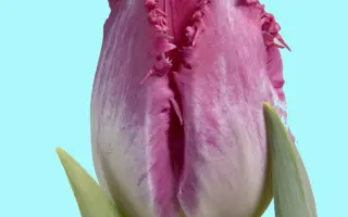 Auxerre / Ауxэррэ