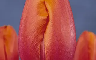 Avignon / Авигнон