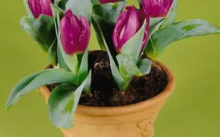 Baby Blue / Беби Блу