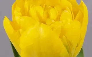 Baby Doll / Беби Долл