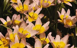 Bakeri 'Lilac Wonder' / Бакэри "Лилас Вондер"