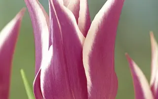 Ballade / Баллада