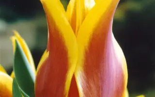 Ballade Dream / Баллада Дрим