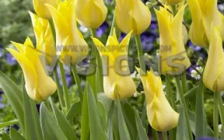 Ballade Gold / Баллада Голд