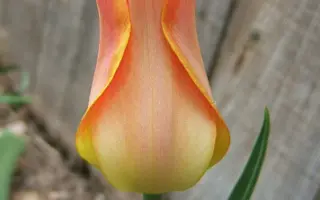 Ballade Orange / Баллада Оранж