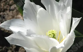 Ballade White / Баллада Вайт