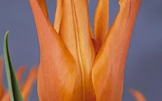 Ballerina / Балерина