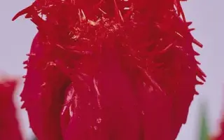 Barbados / Барбадос