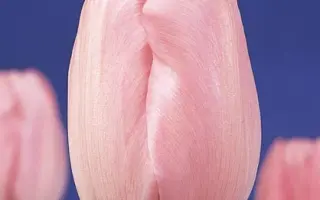 Baronesse / Баронесса