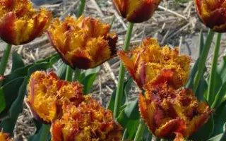 Bastia / Бастиа