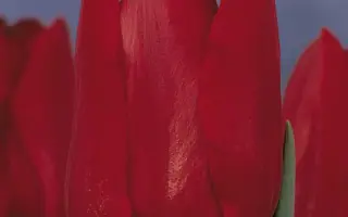 Bastogne / Бастогнэ