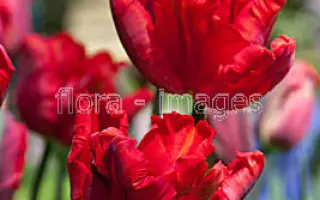 Bastogne Parrot / Бастогнэ Паррот