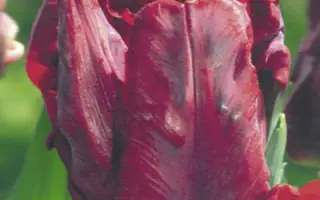 Bastogne's Parrot / Бастогнэ'с Паррот