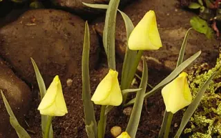 batalinii / баталинии