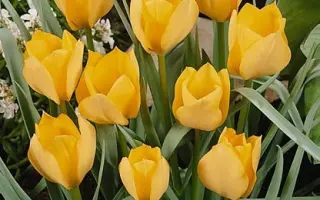 batalinii 'Bright Gem' / баталинии 'Бригhт Гэм'