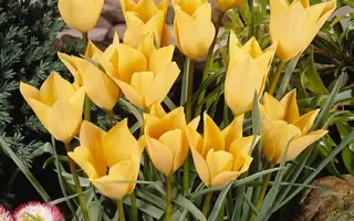 batalinii 'Bronze Charm' / баталинии 'Бронзэ Чарм'