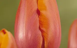 Batavia / Батавиа