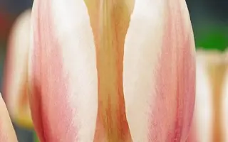 Beau Monde / Бэау Мондэ