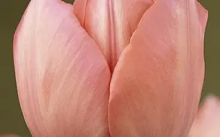 Beauty Queen / Бюти Квин