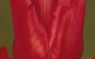 Ben van Zanten / Бэн ван Зантэн