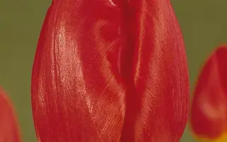 Benny Neyman / Бэнни Нейман