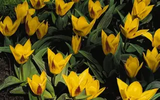 Berlioz / Бэрлиоз