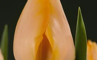 Bestseller / Бестсейлер