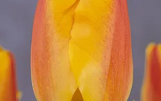 Bienvenue / Бинвенью