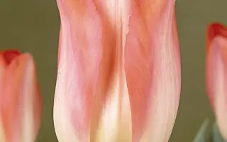 Big Chief / Биг Чиэф