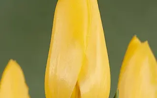 Big Smile / Биг Смайл