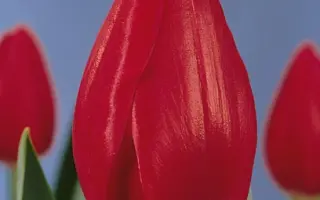 Bing Crosby / Бинг Кросби