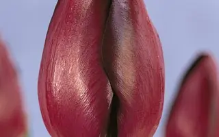 Black Diamond / Блэк Даймонд