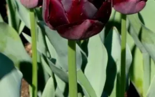 Black Hero / Блэк Херо