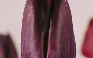 Black Horse / Блэк Хорс