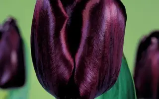 Black Jack / Блэк Джек