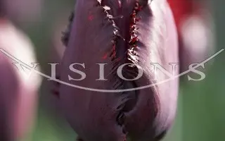 Black Jewel / Блэк Джувел