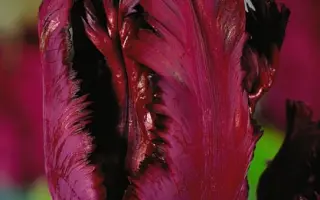 Black Parrot / Блэк Паррот