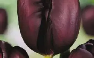 Black Star / Блэк Стар