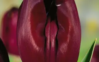 Blackout / Блакаут