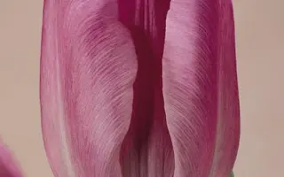 Blauwe Wimpel / Блауwе Вимпел