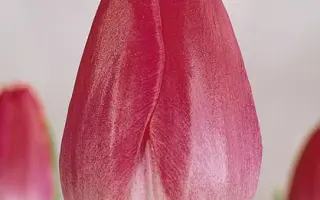 Blenda / Бленда