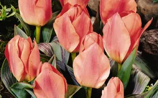 Blessing / Блэссинг