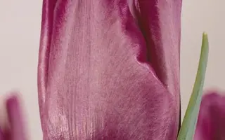 Bleu Aimable / Блэу Аимаблэ