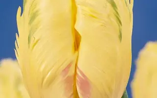 Blondine / Блондин