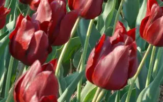 Bloody Mary / Кровавая Мерри