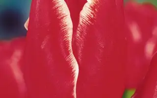 Blossom Time / Блоссом Тайм