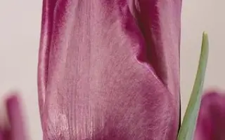 Blue Aimable / Блуэ Аимаблэ